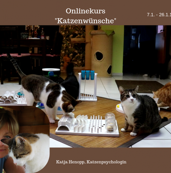 Onlinekurs &#8222;Katzenwünsche&#8220;